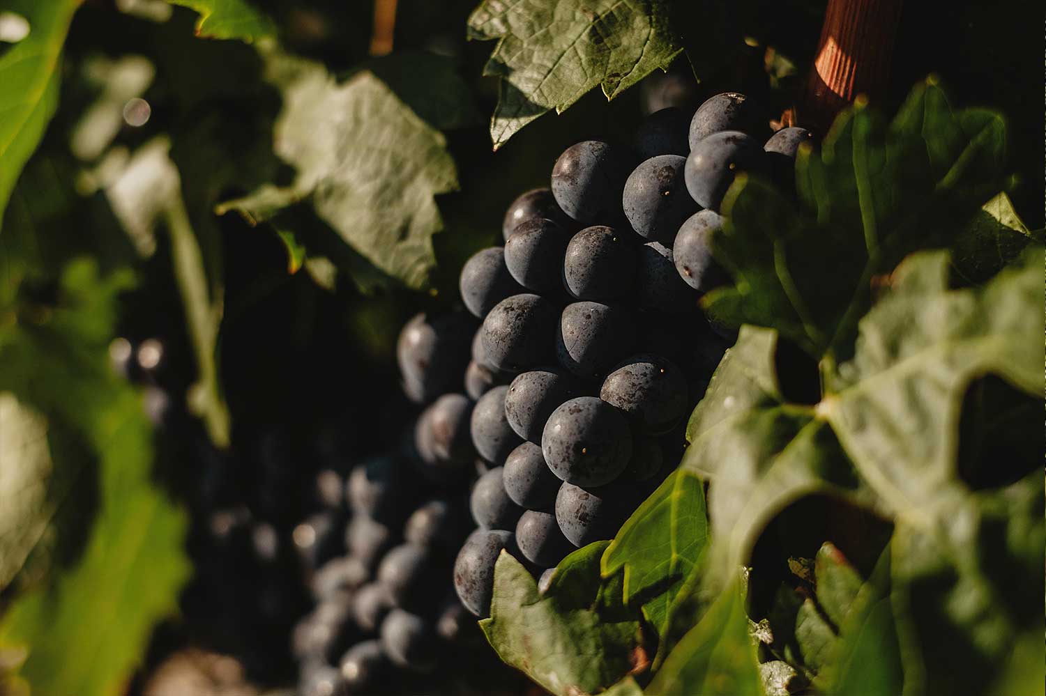 Rioja vines are our treasure - 7 different virieties of grapes 