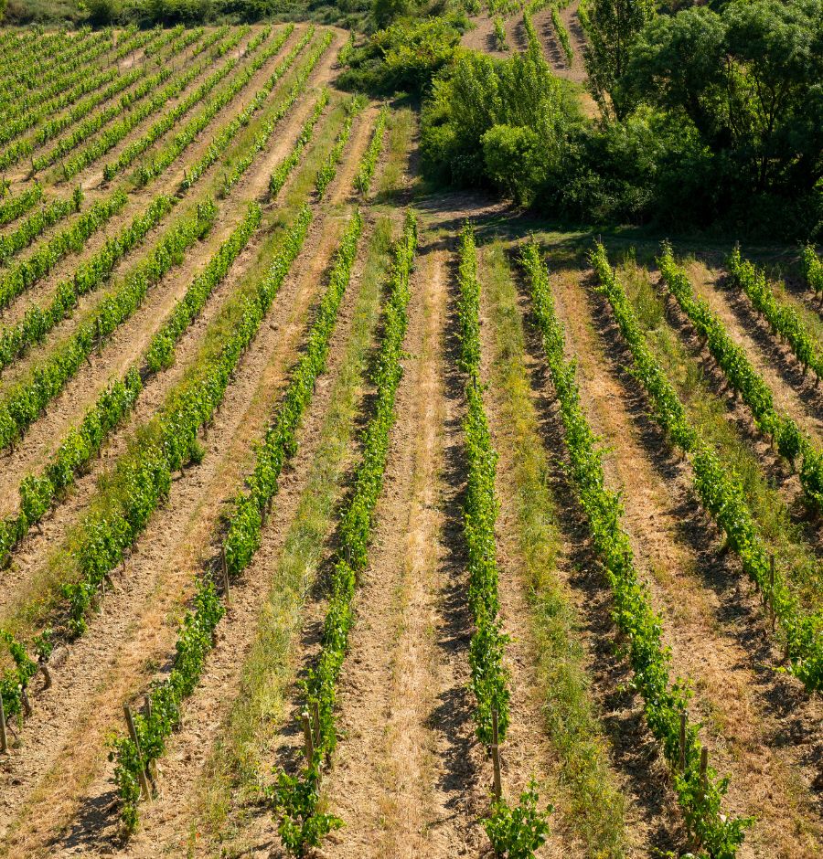 Bodega Murua